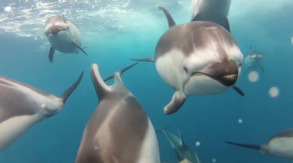 dolphins swimming gopro camera