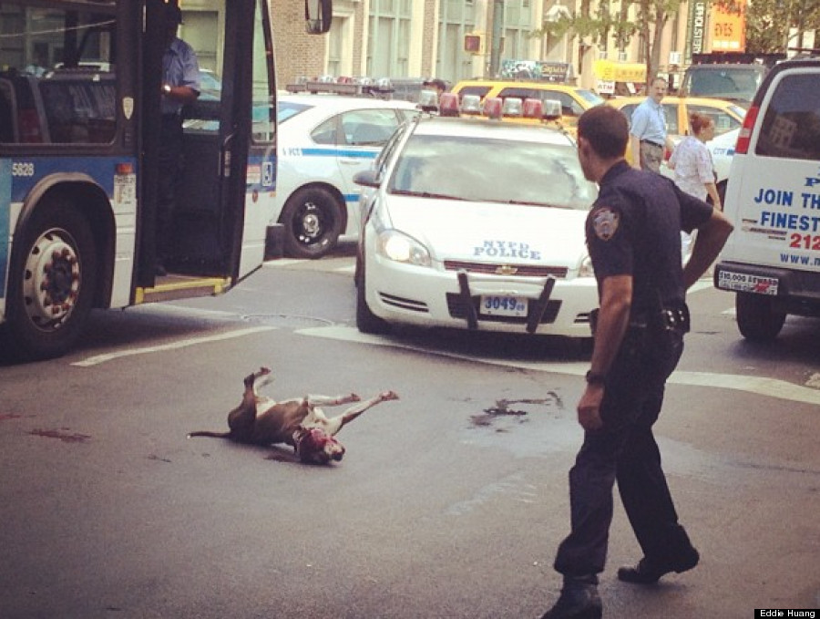 nypd shoot dog