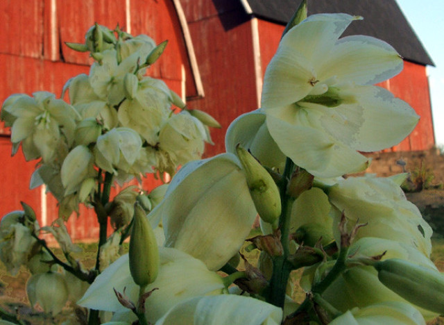 sprout home native plants