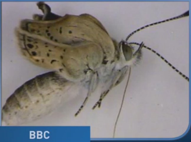 fukushima mutant butterflies