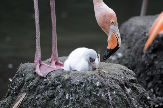 flaming bronx zoo