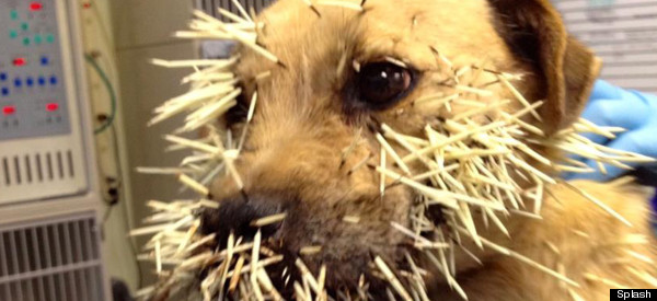 Dog Survives Porcupine Attack: Weird News Picture Of The Day