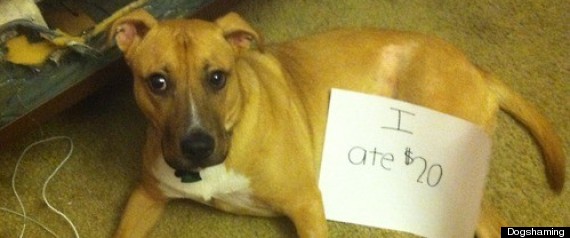 Dogshaming Tumblr Goes Viral As Owners Pan Naughty Pooches (PHOTOS)