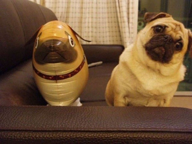 confused pug