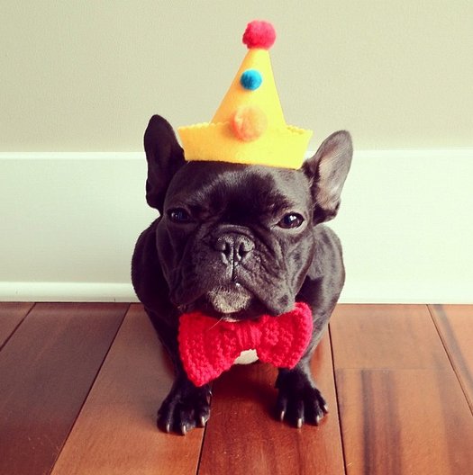 French Bulldog With Birthday Party Hat And Black Sunglasses Stock Photo  Download Image Now IStock