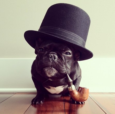 French bulldog 2025 with hat