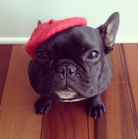 French bulldog 2024 in beret