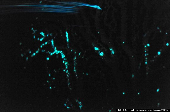 glowing plankton