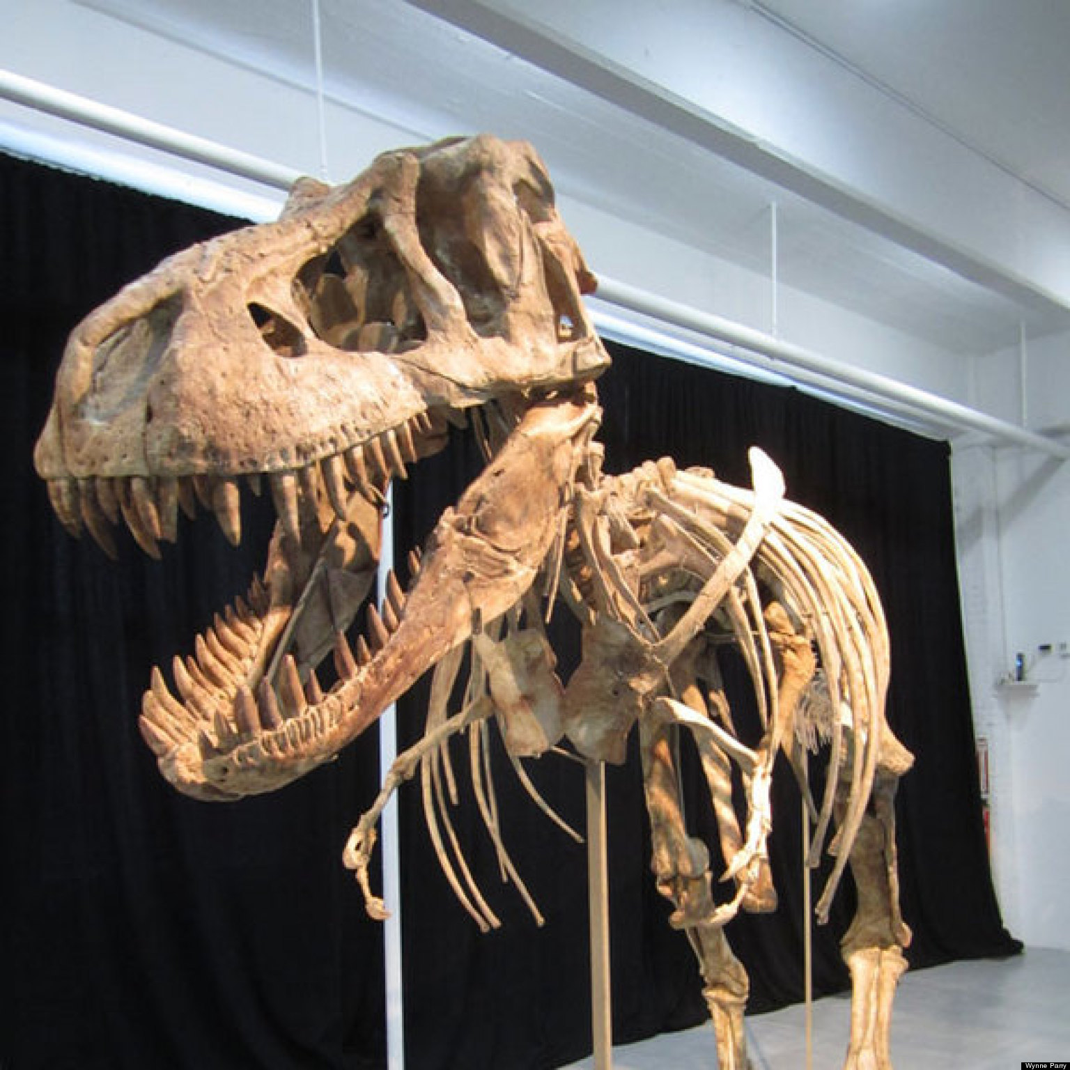 Mongolian Dinosaur Fossil Likened To 'Frankenstein,' Called Composite ...