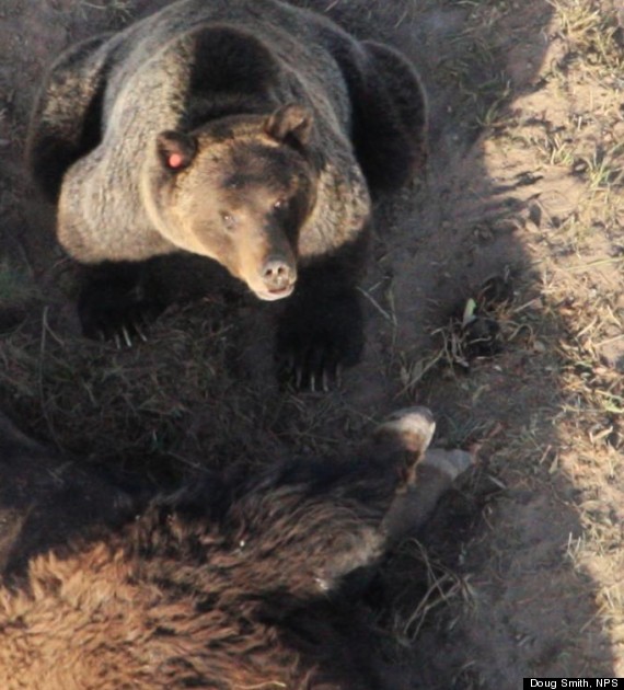 grizzly bear photo doug smith