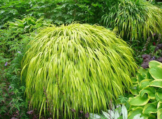 japanese forest grass