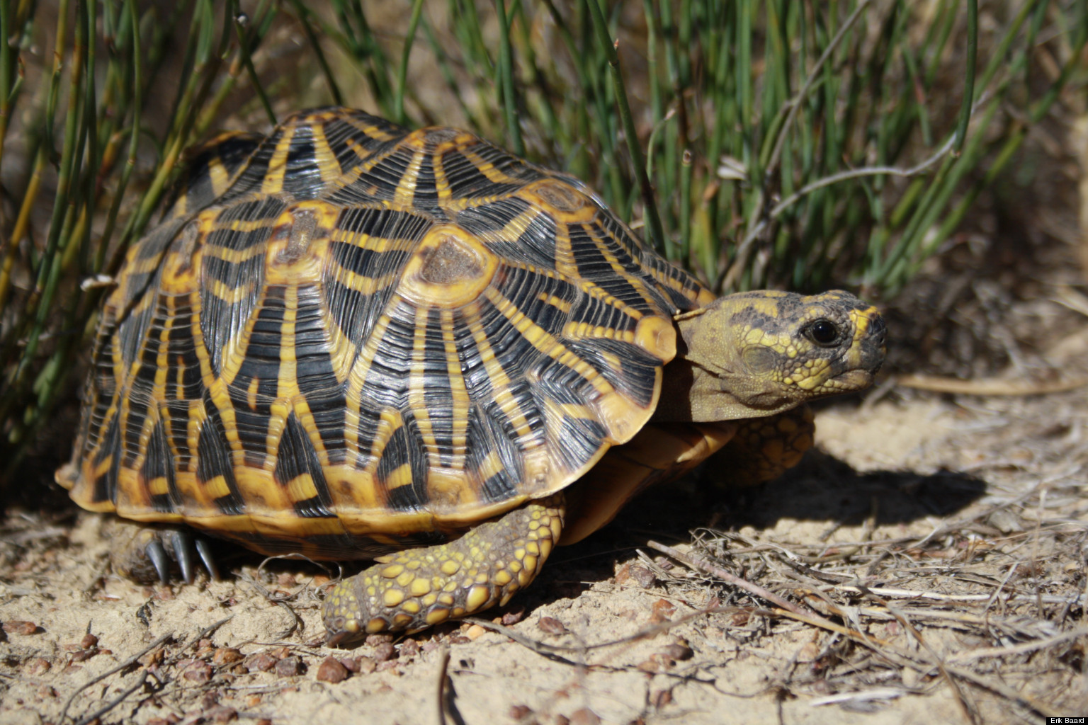 The 100 Most Threatened Species: Do They Have A Right To Exist ...