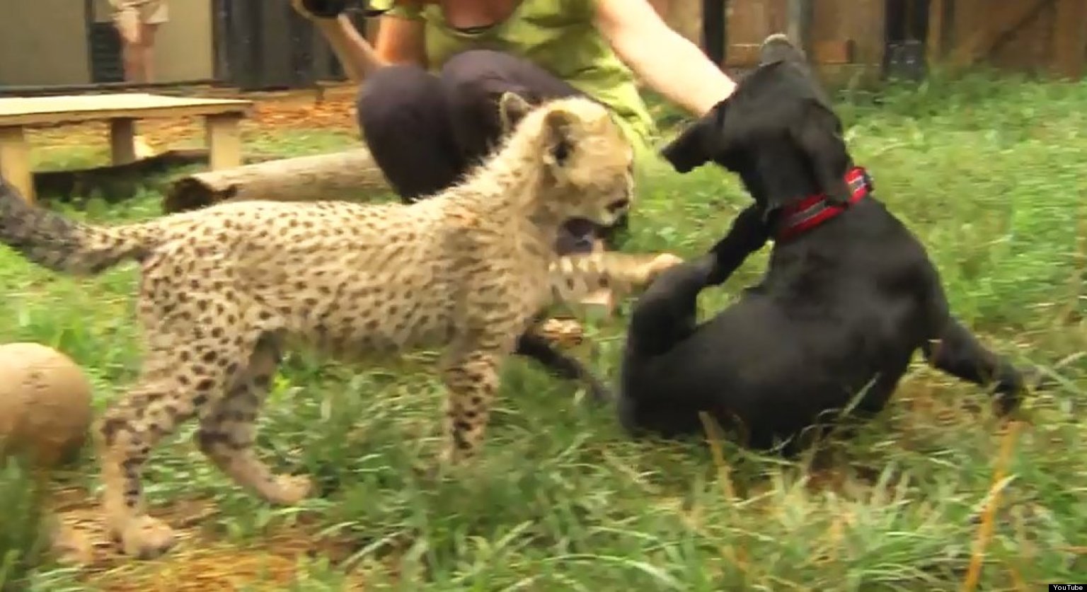 Cheetah And Puppy Are Best Friends (VIDEO) | HuffPost UK