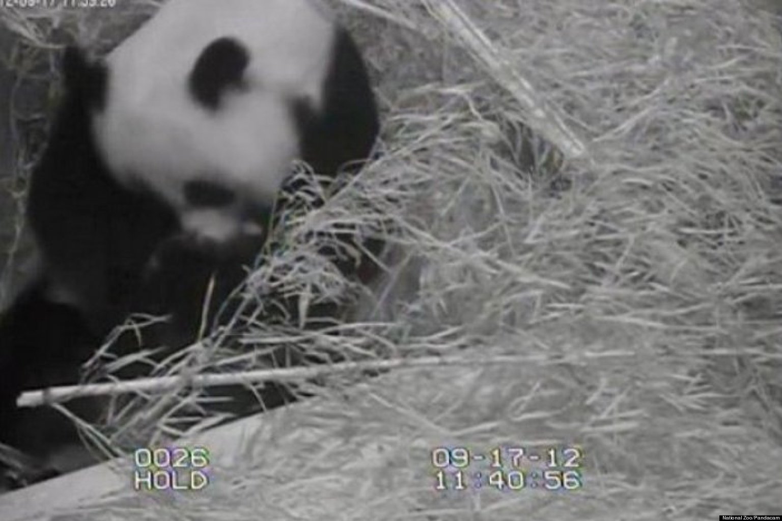 Panda Cam Shows Mei Xiang Cradling Panda Cub (PHOTOS) | HuffPost