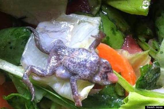 dead frog spinach