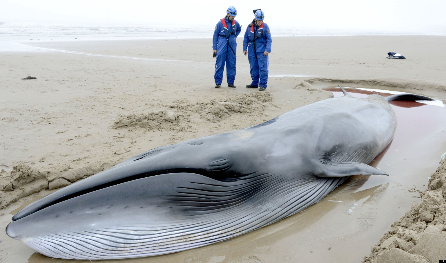 North Sea Whale Put Down After Vet Judges It 'Too Thin' To Go Back To ...