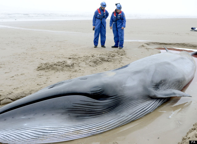 North Sea Whale Put Down After Vet Judges It 'Too Thin' To Go Back To ...