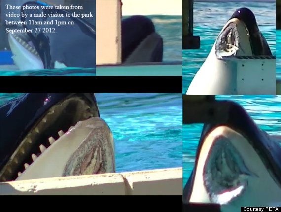 orca injured seaworld