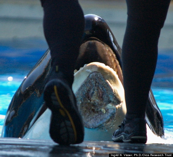 orca injured seaworld