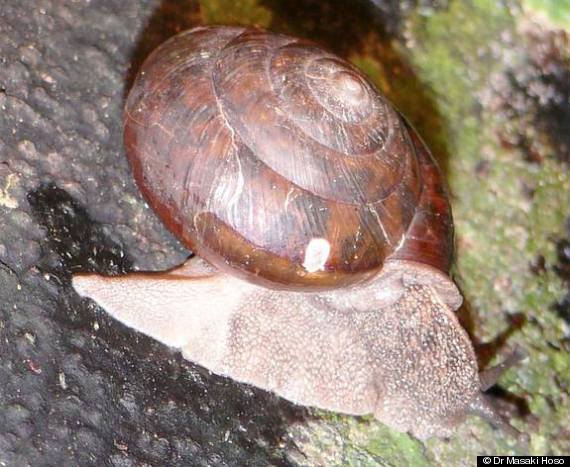 satsuma caliginosa snail