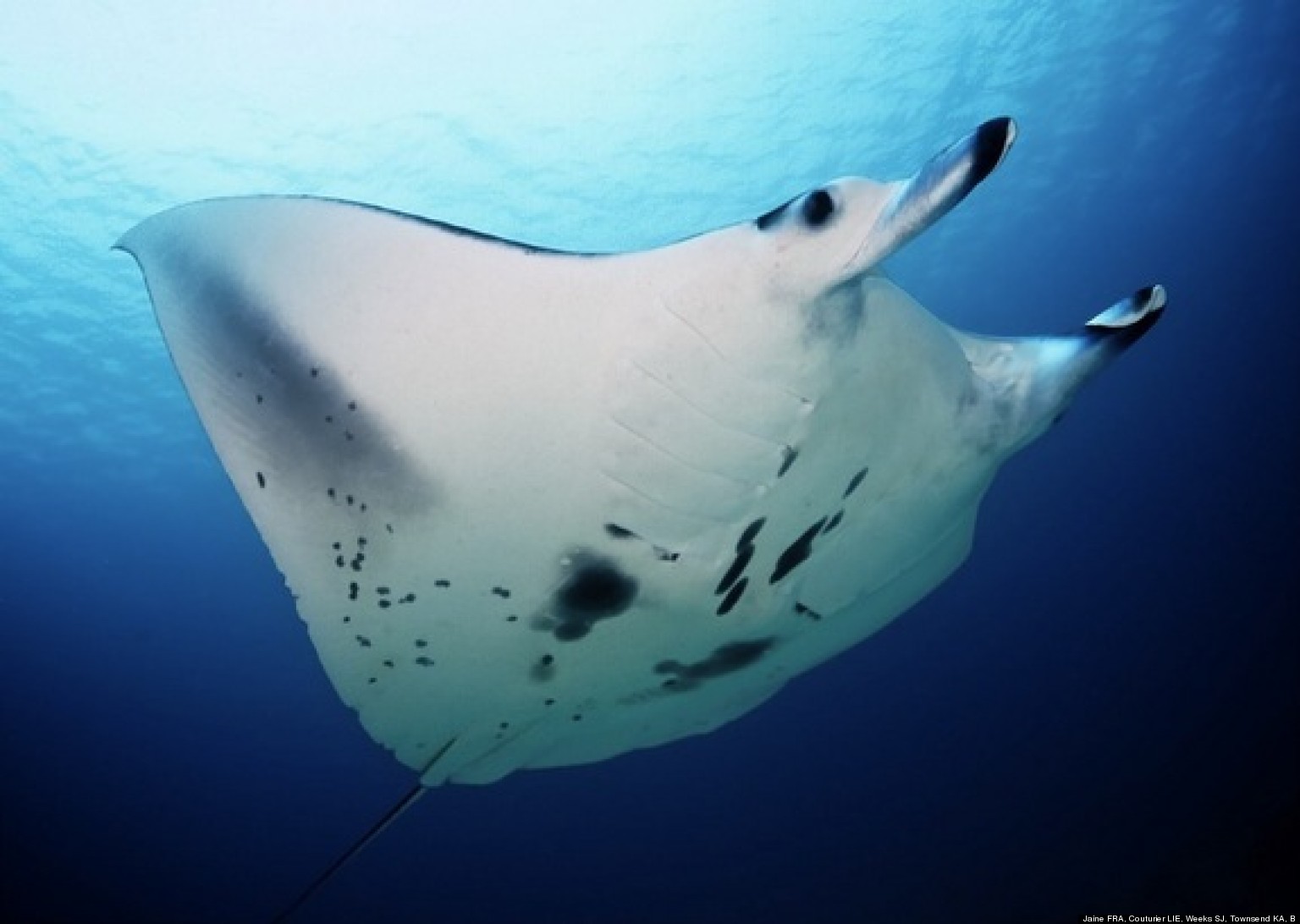 Australia's Manta Rays: Life In The Great Barrier Reef | HuffPost