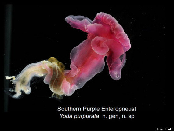 yoda purpurata acorn worm