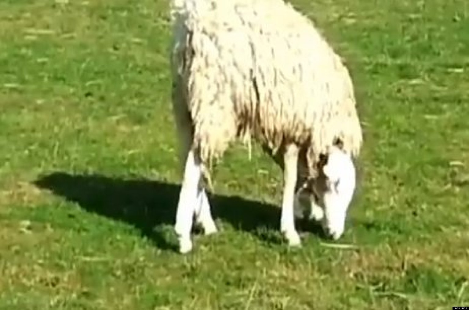 Sheep With 'Upside-Down' Head A Hoax? (VIDEO) | HuffPost