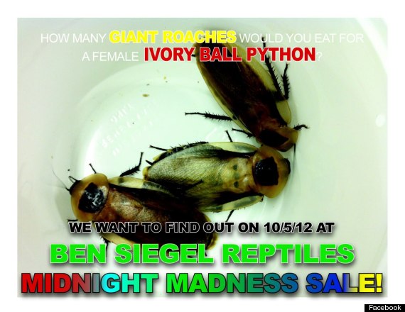 man dies roach eating contest ben siegel reptile