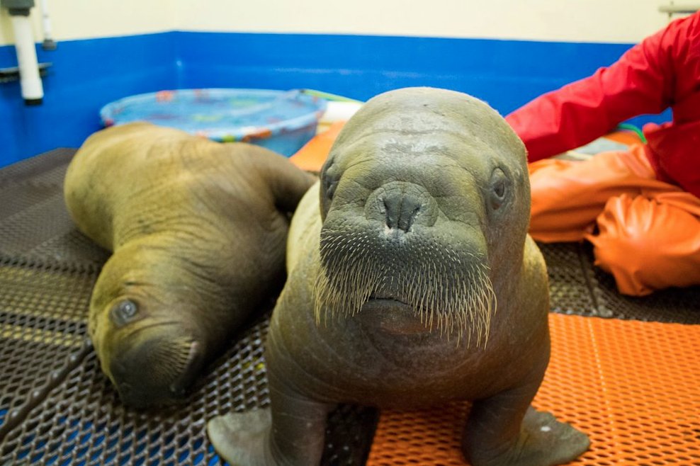 baby walrus