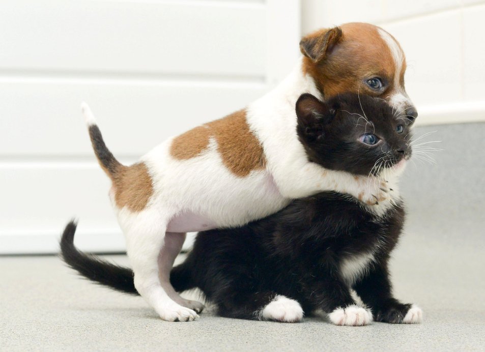 lifelike kittens and puppies