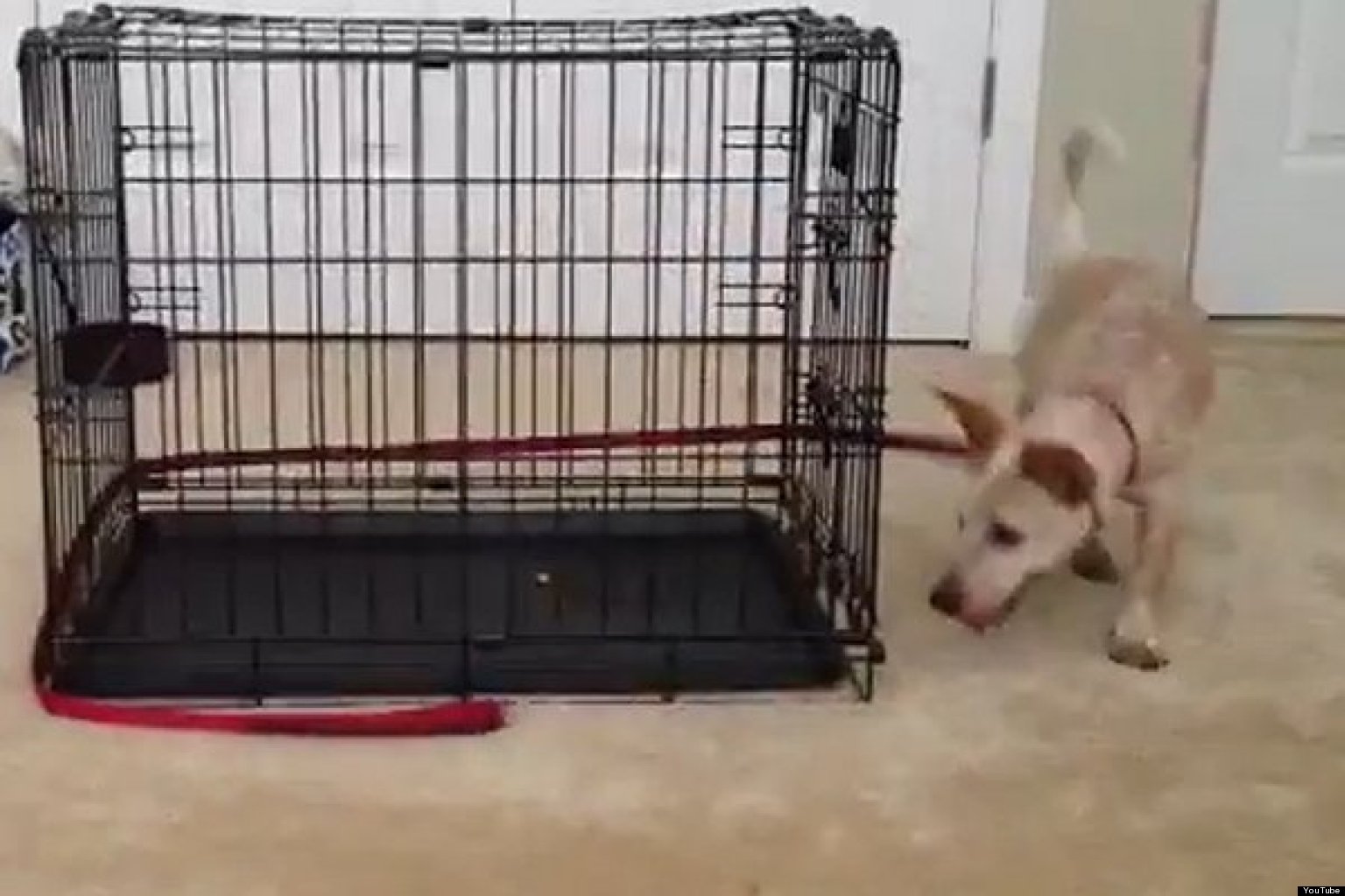 Puppy Chases Her Leash Around Crate: Cute/Ridiculous Animal Thing Of ...