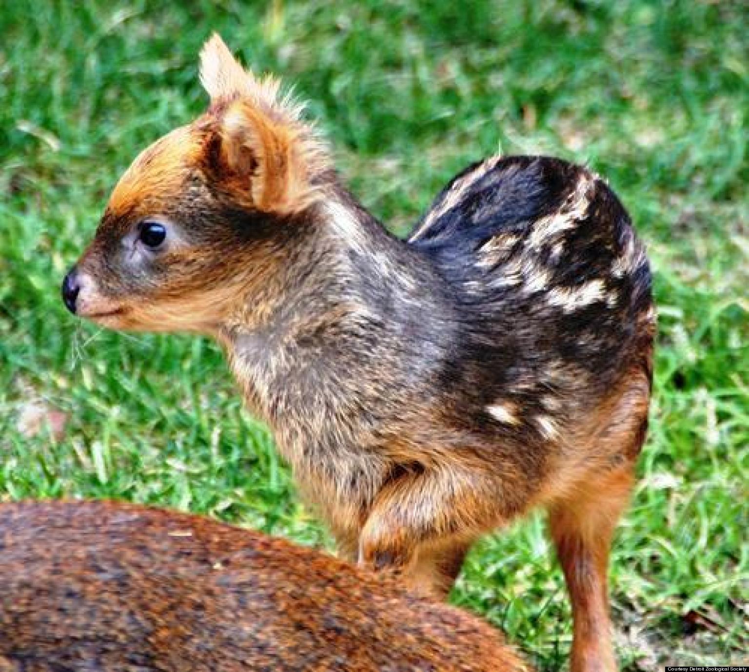 Baby Pudu Fawn, Hamil Girl, Born At Detroit Zoo (PHOTO) | HuffPost