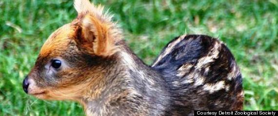 Baby Pudu Fawn, Hamil Girl, Born At Detroit Zoo (PHOTO)