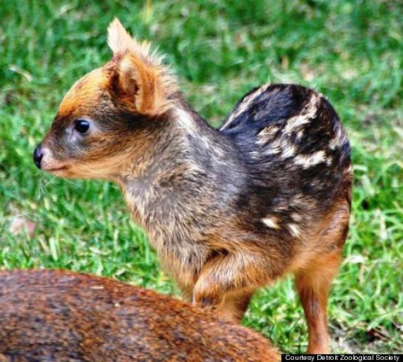 baby pudu hamil girl detroit zoo