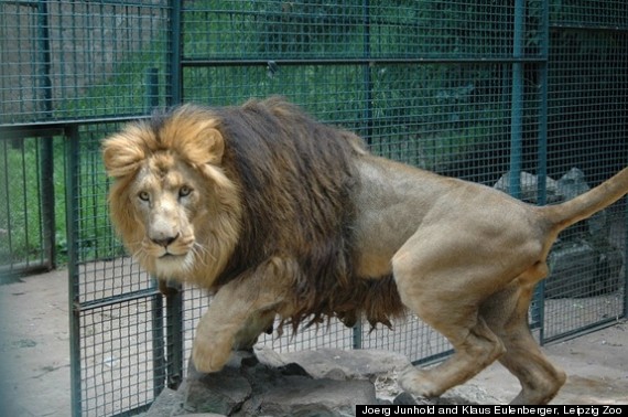 rasta lion ethiopia