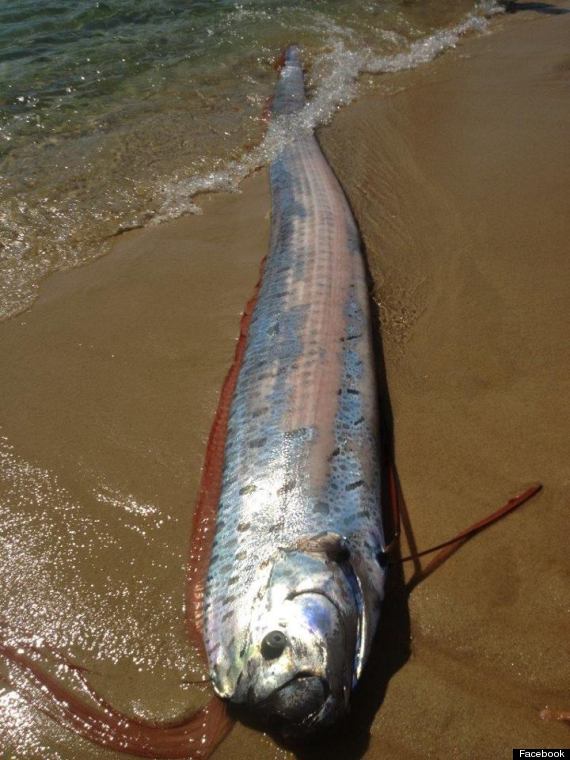 oarfish cabo san lucas