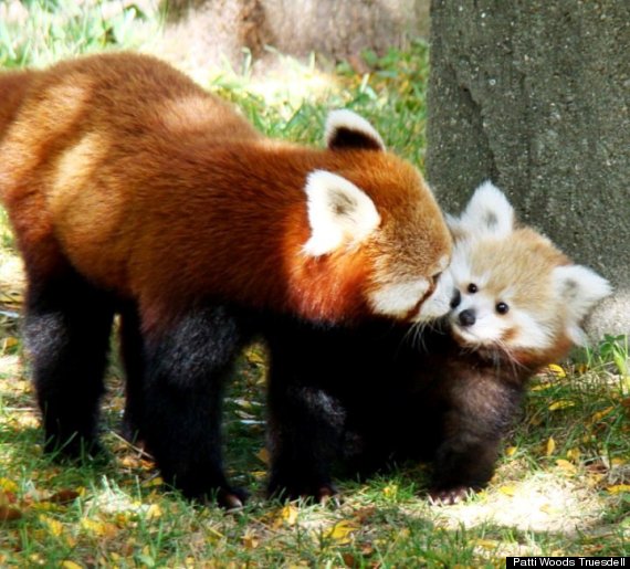 red panda cub sherman