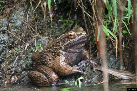otton frog endangered species