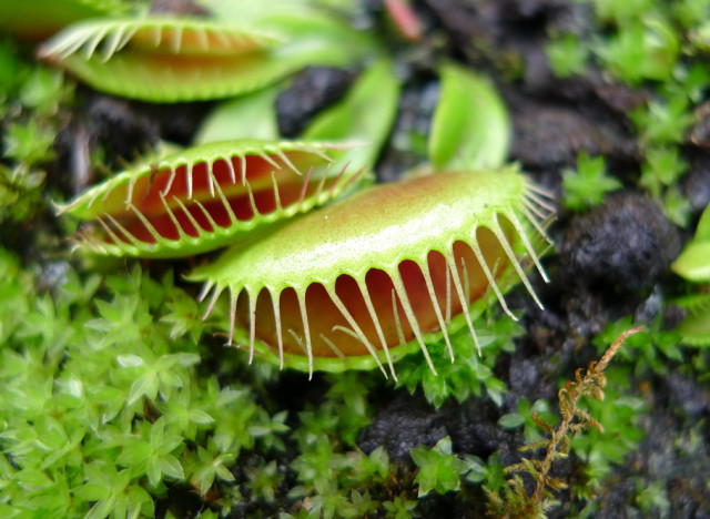 venus flytrap