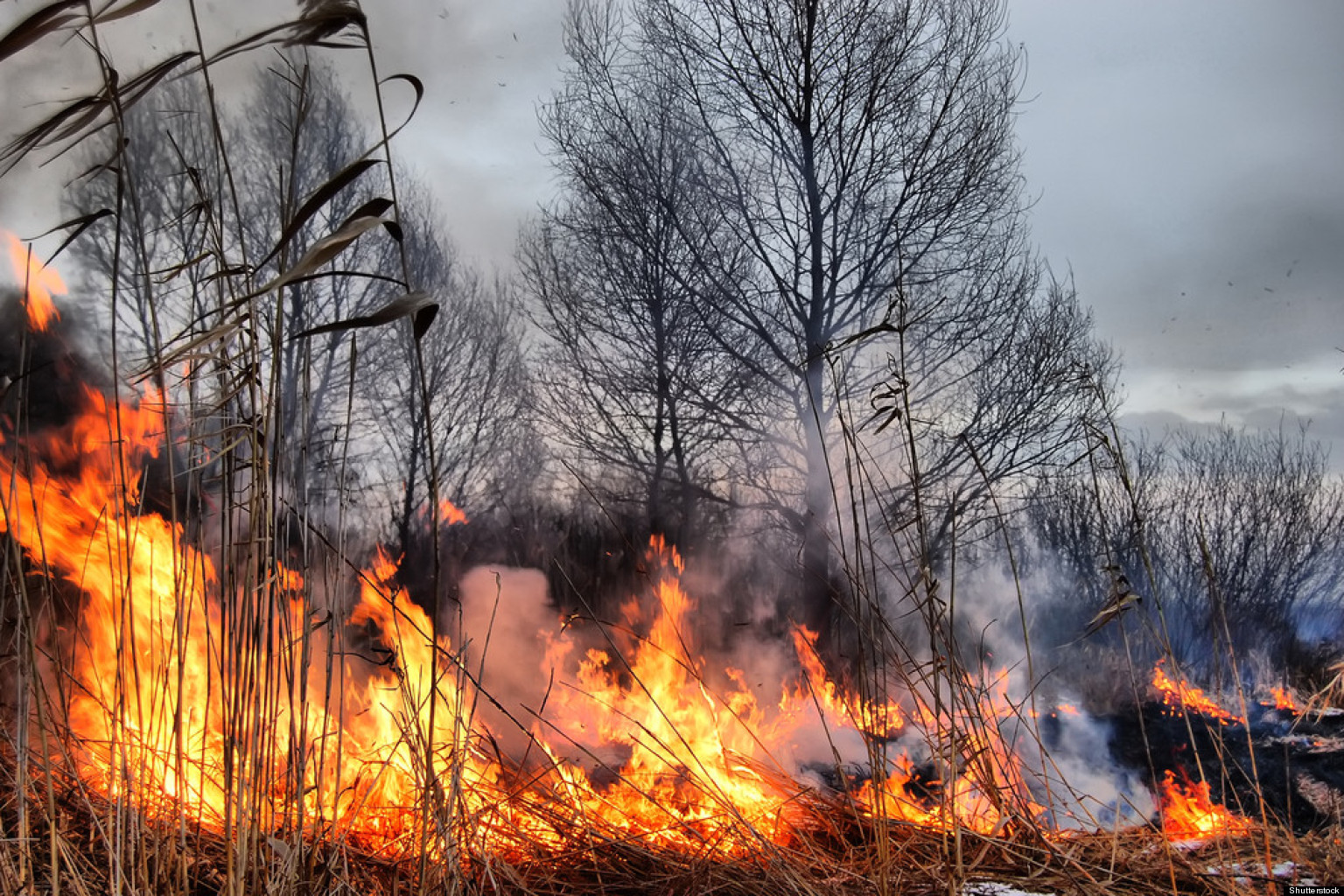 Burmis Grass Fire: 6 Homes Evacuated Due To Wind-Whipped Grass Fire