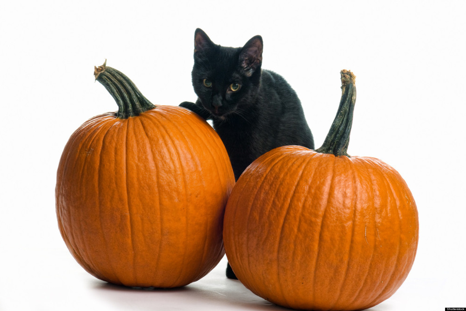 Black Cats Halloween: Busting Myths Around The Pets For The Holiday