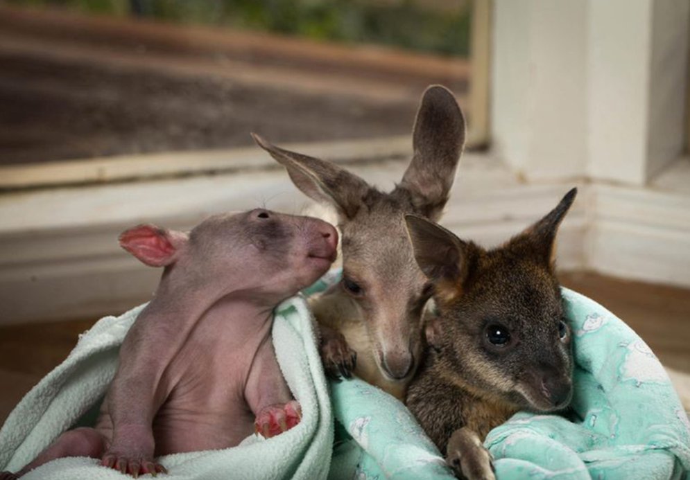 baby marsupials