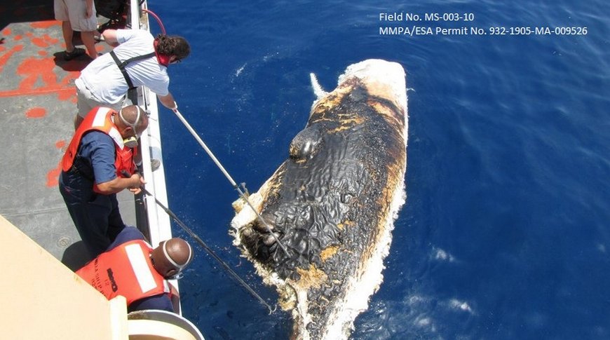 Dead sperm whale in gulf