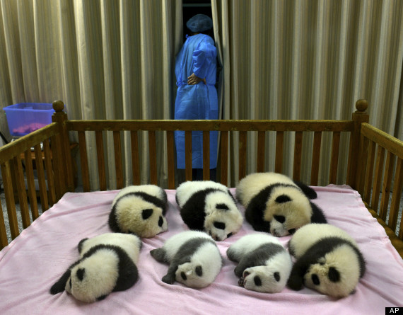 chengdu panda cubs