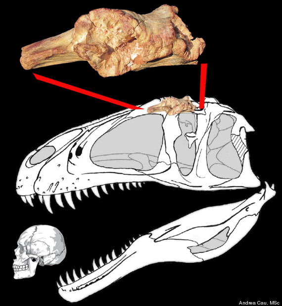 sauroniop sskull reconstruction compared human