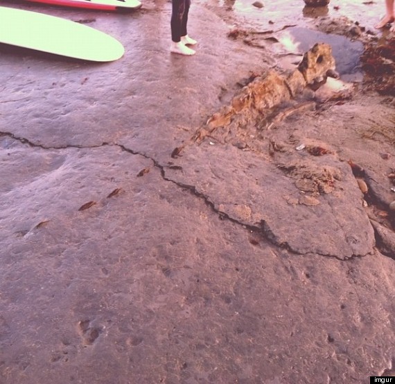 fossil santa cruz beach extinct whale