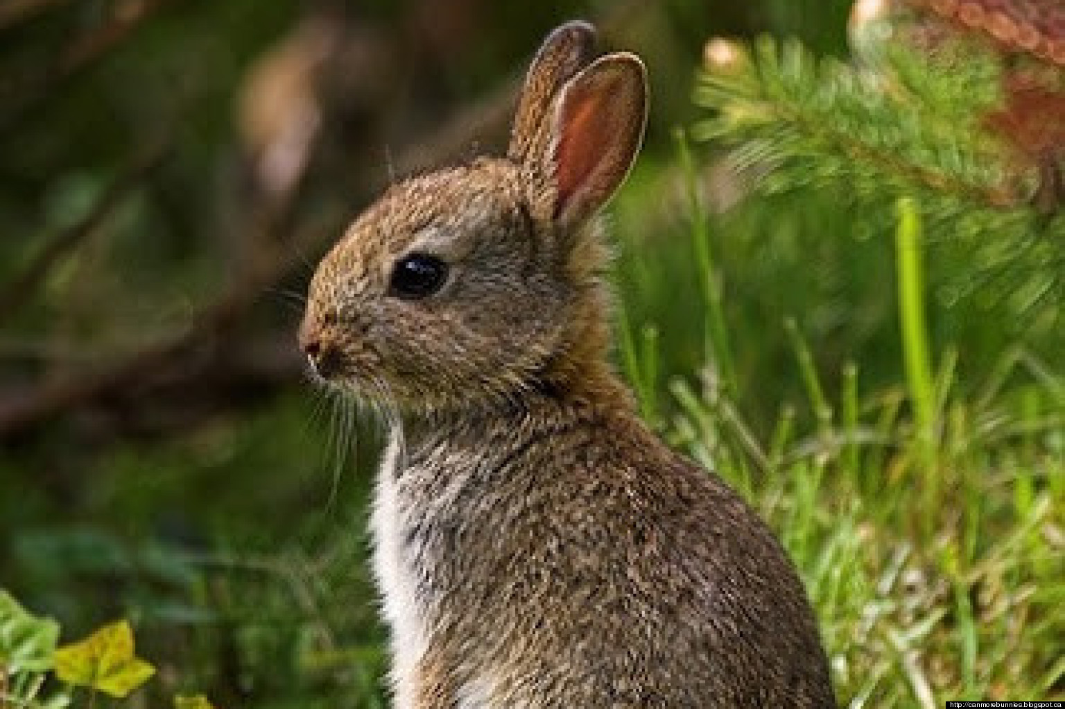 Canmore Rabbits Killed After No Sanctuary Space Found For The Feral Animals