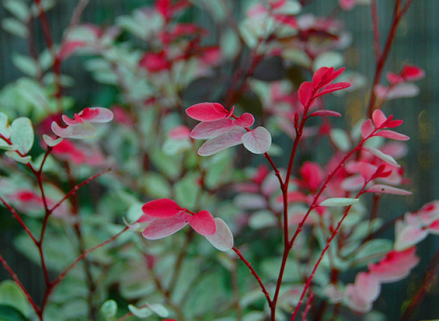 snowbush