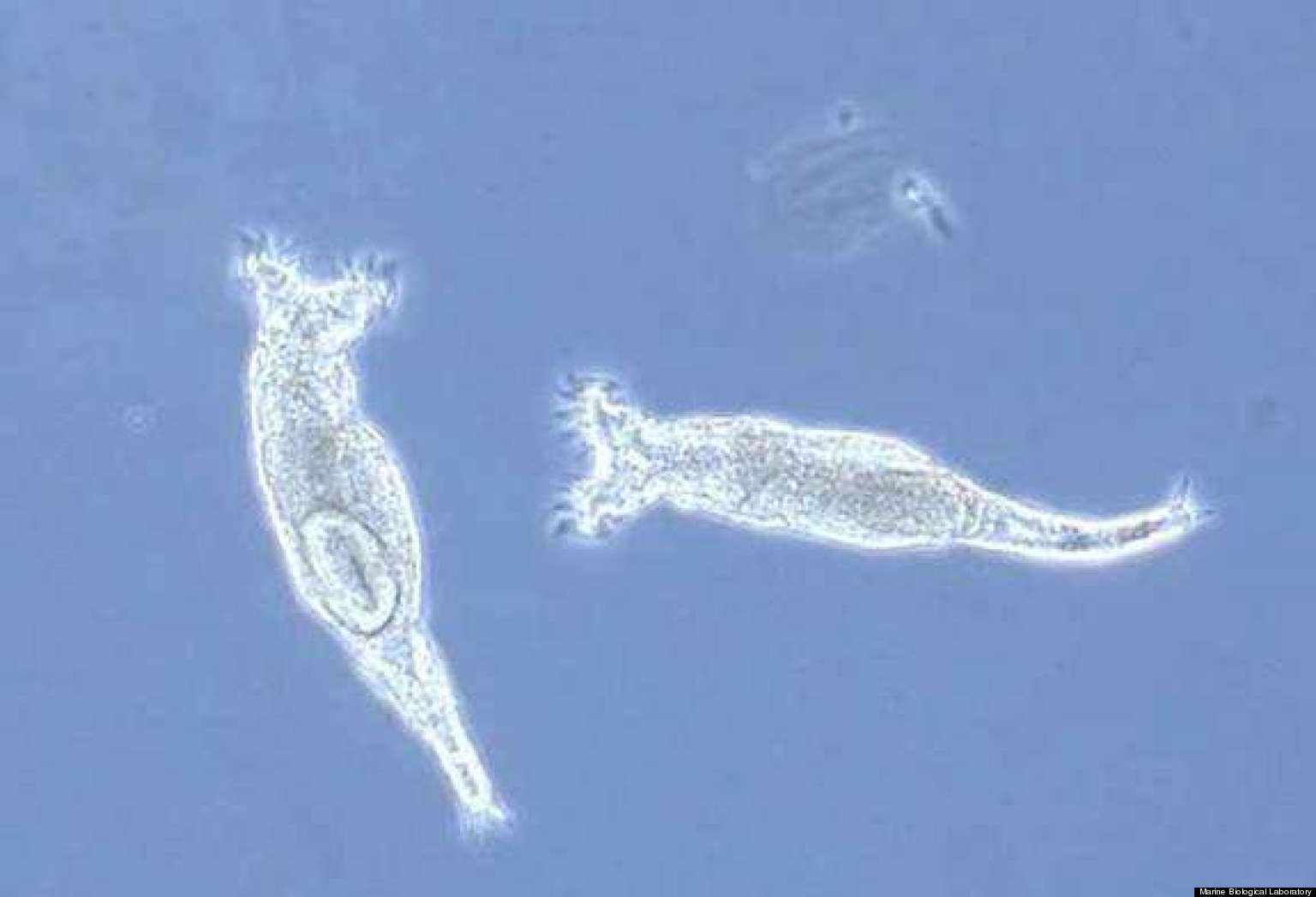 Bdelloid Rotifers Skip Sex, Eat DNA To Survive, New Study Suggests ...