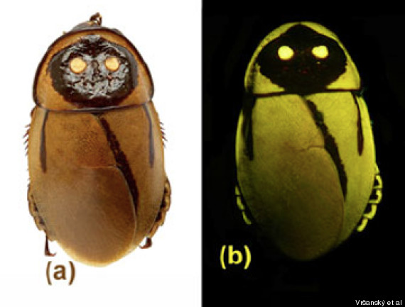 cockroach jawa